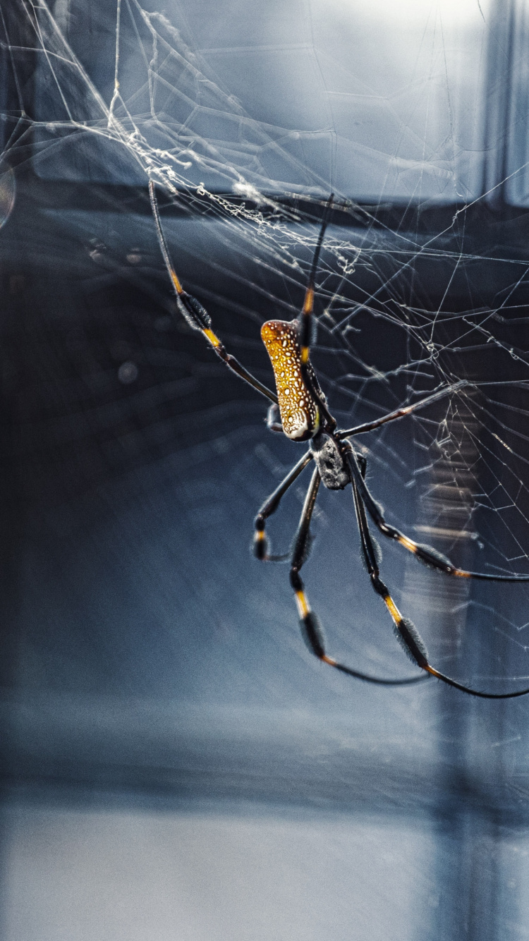 Обои паук, паутина, паукообразное насекомое, членистоногое, беспозвоночные в разрешении 750x1334