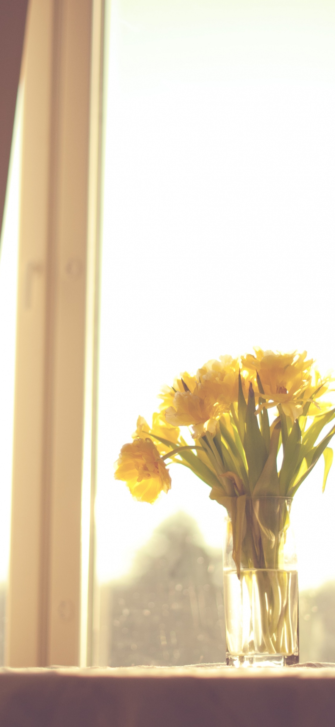 Обои флористика, цветок, дизайн интерьера, натюрморт, окно в разрешении 1125x2436