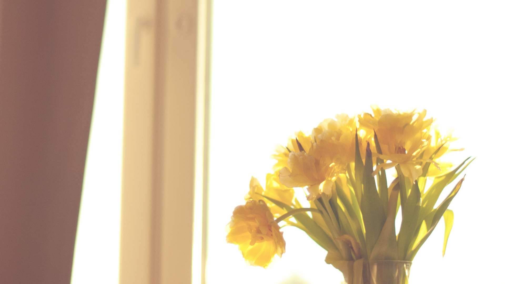 Обои флористика, цветок, дизайн интерьера, натюрморт, окно в разрешении 1920x1080
