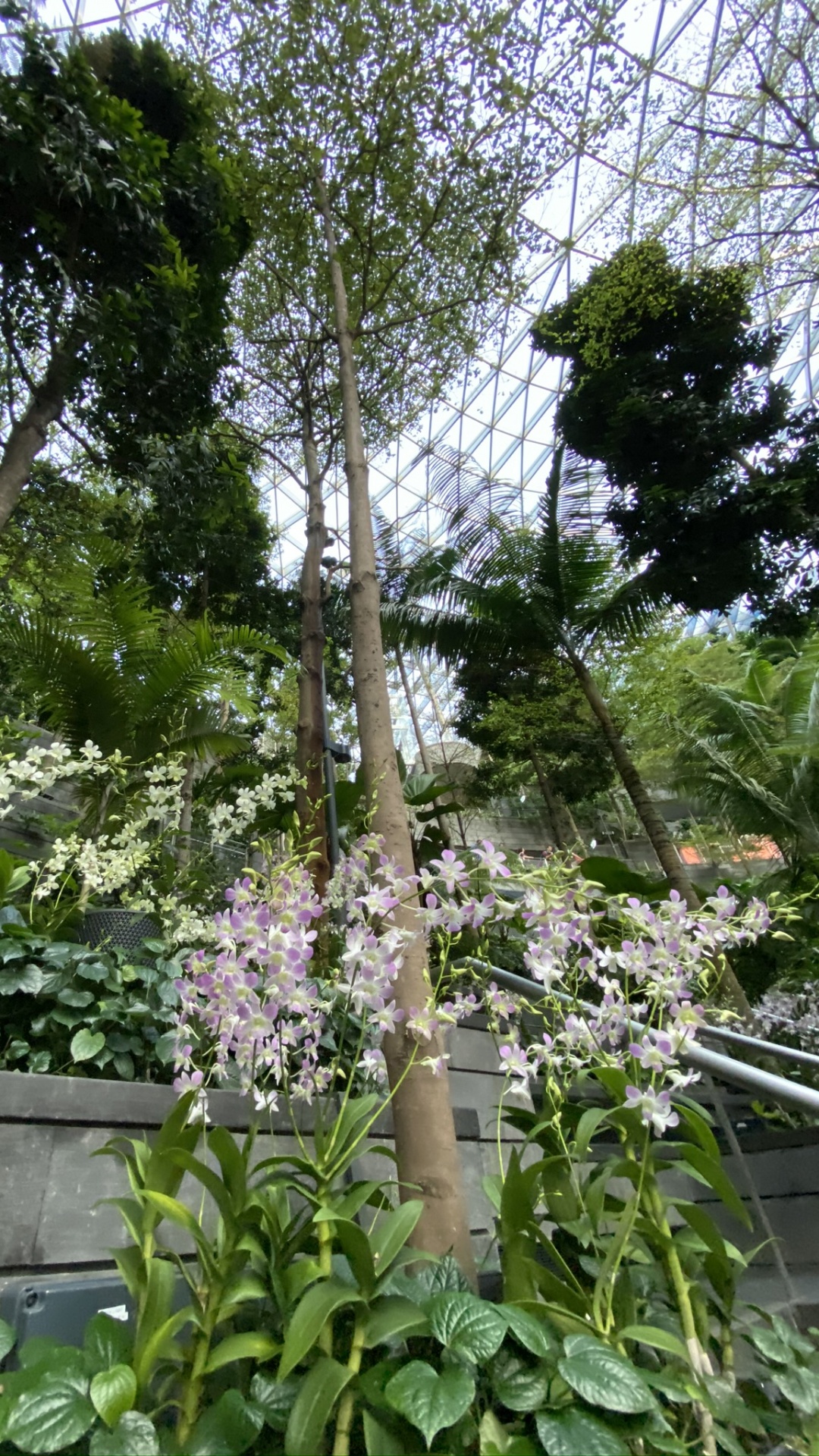 Обои цветок, цветковое растение, наука, биология, физика в разрешении 1080x1920