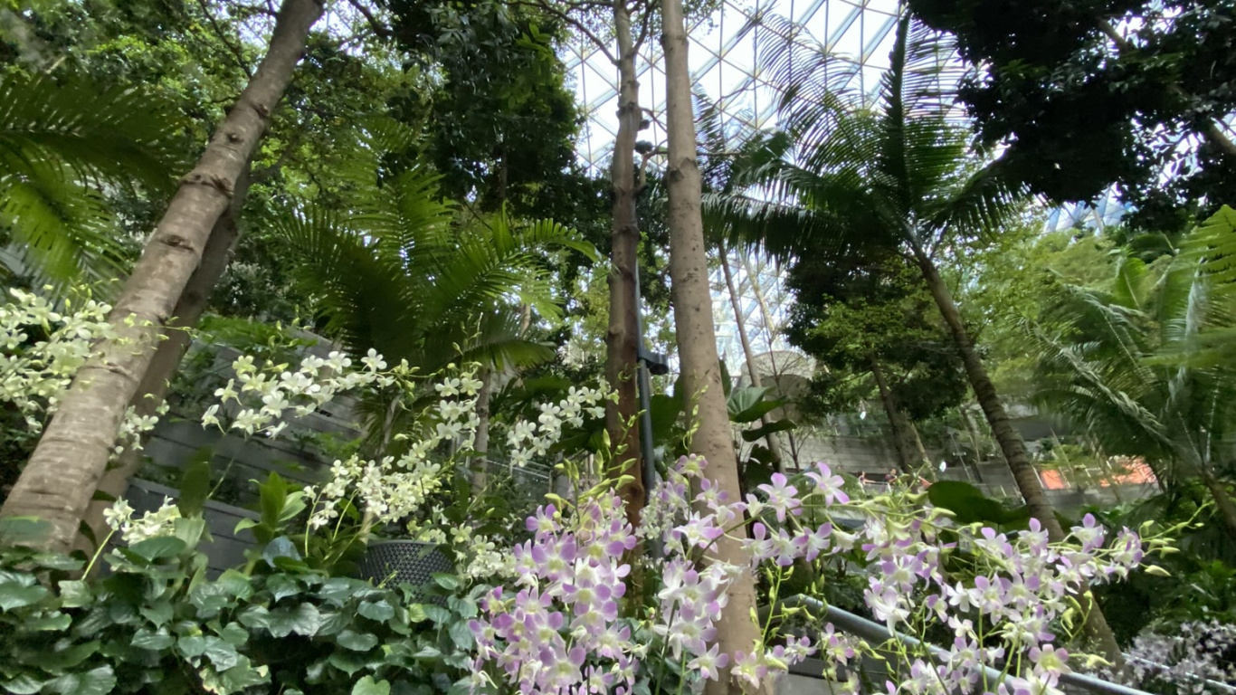 Обои цветок, цветковое растение, наука, биология, физика в разрешении 1366x768