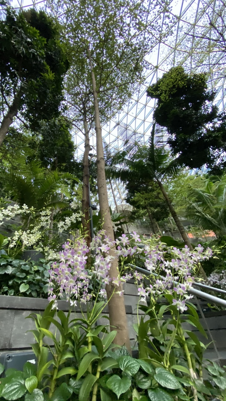 Обои цветок, цветковое растение, наука, биология, физика в разрешении 720x1280