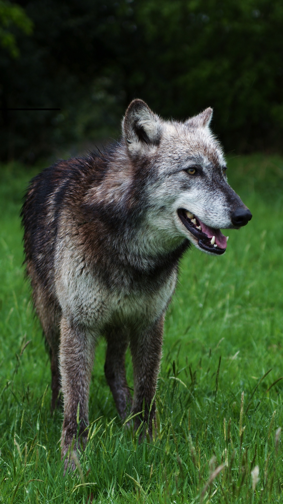 Обои пес, волчьей собаки сарлоса, чехословацкий влчак, куньмин влчак, волкодав в разрешении 1080x1920