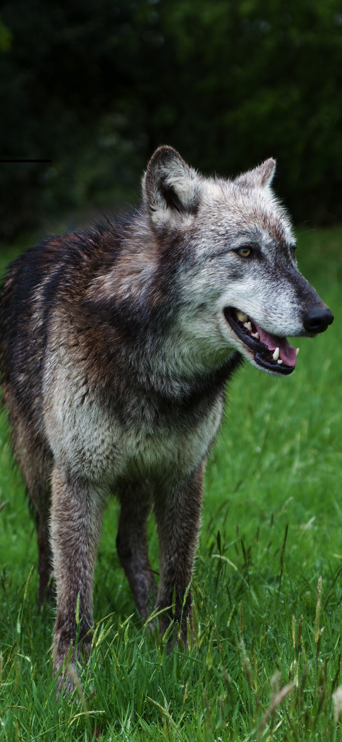 Обои пес, волчьей собаки сарлоса, чехословацкий влчак, куньмин влчак, волкодав в разрешении 1125x2436