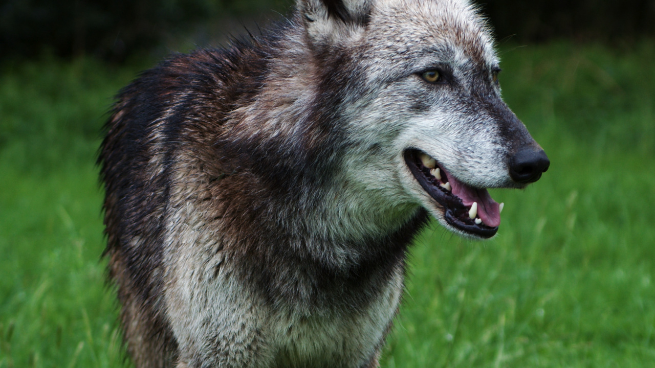 Обои пес, волчьей собаки сарлоса, чехословацкий влчак, куньмин влчак, волкодав в разрешении 1280x720