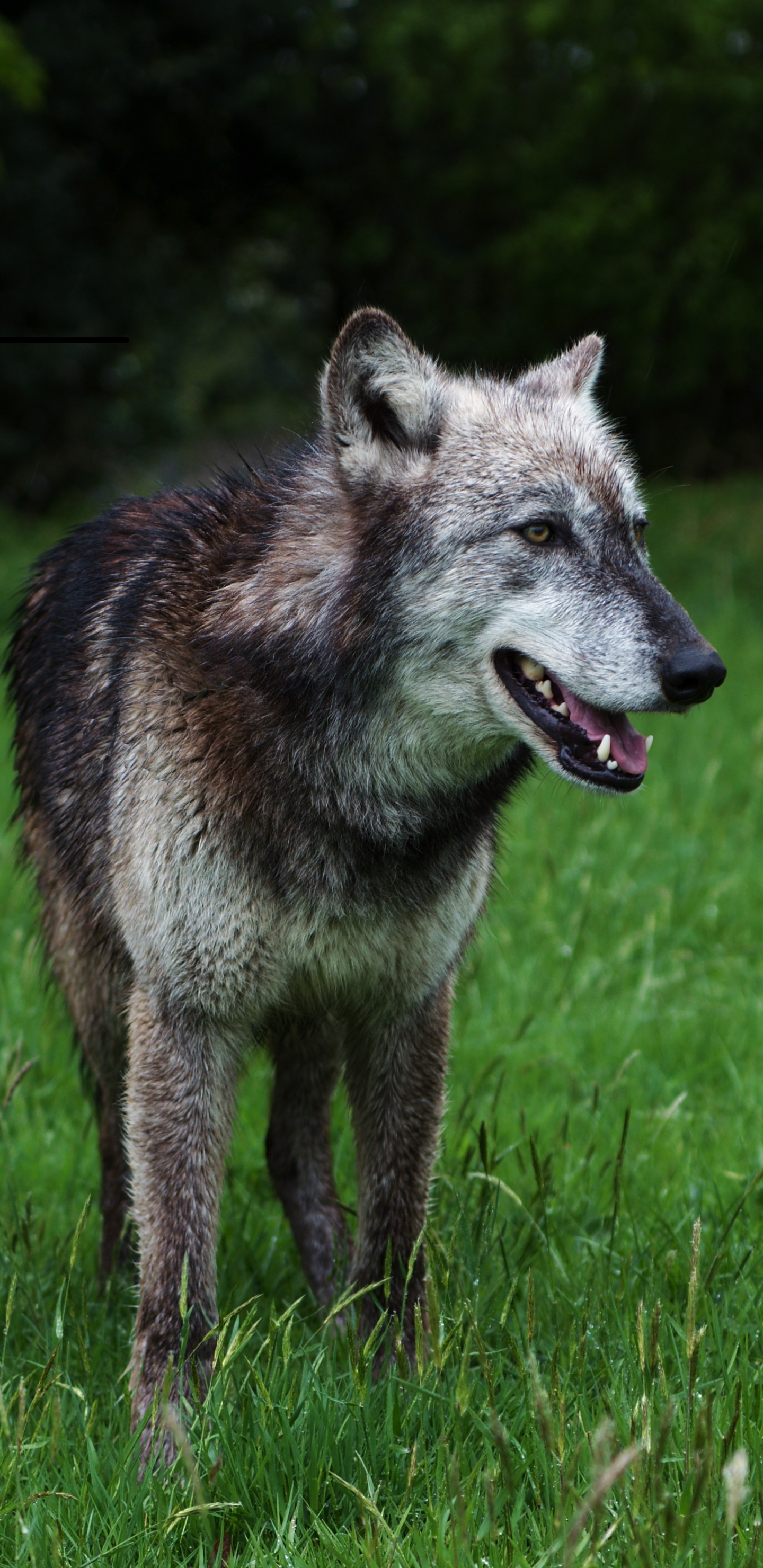 Обои пес, волчьей собаки сарлоса, чехословацкий влчак, куньмин влчак, волкодав в разрешении 1440x2960
