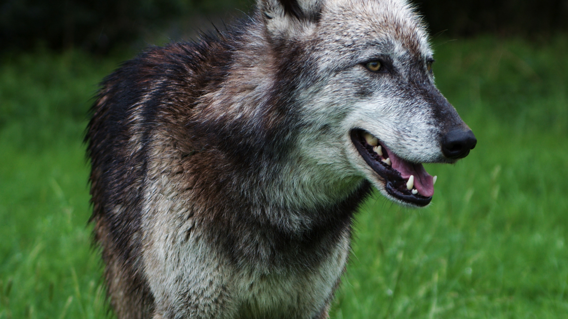 Обои пес, волчьей собаки сарлоса, чехословацкий влчак, куньмин влчак, волкодав в разрешении 1920x1080