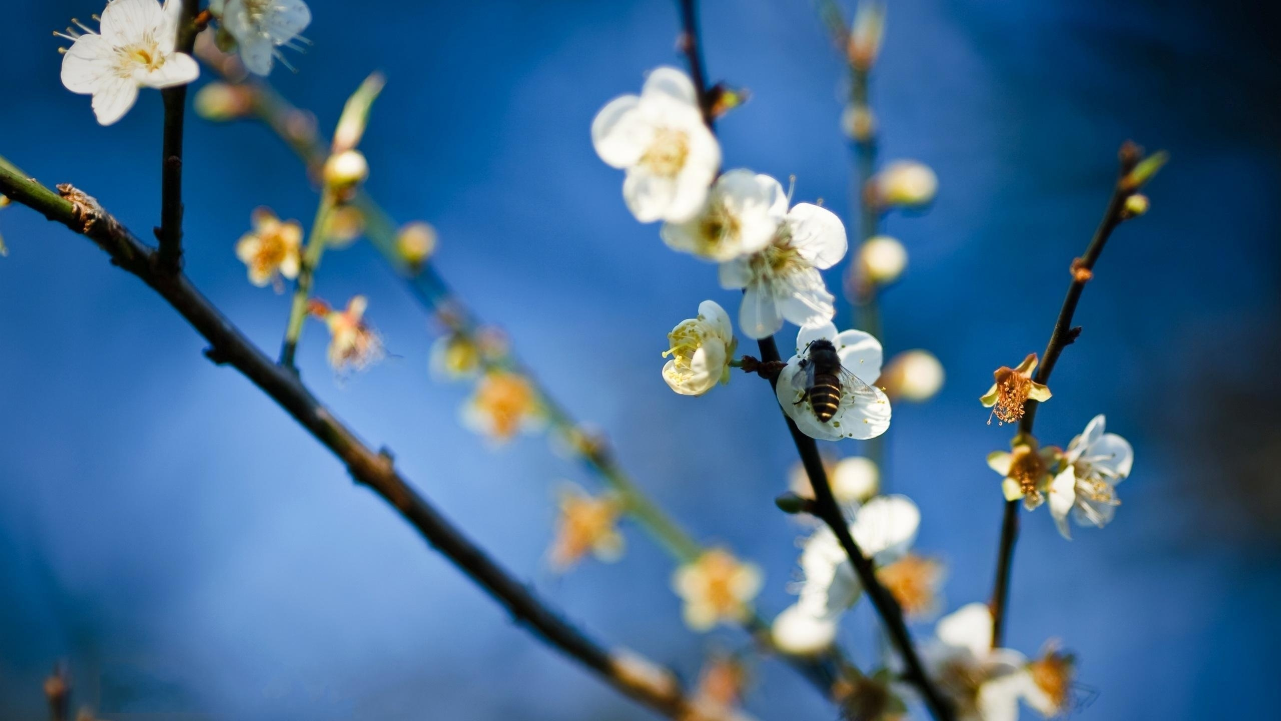 Обои ветвь, весна, синий, расцвет, растение в разрешении 2560x1440