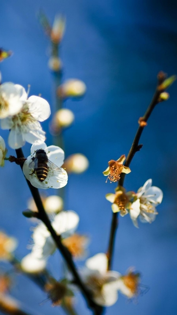 Обои ветвь, весна, синий, расцвет, растение в разрешении 720x1280