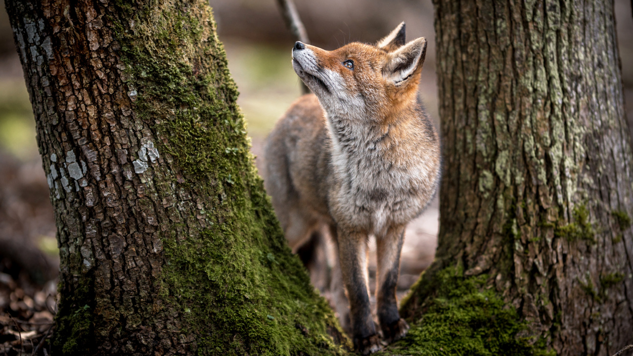 Обои тотемное животное — Близнецы, лиса, рыжая лисица, волк, африканская дикая собака в разрешении 1280x720