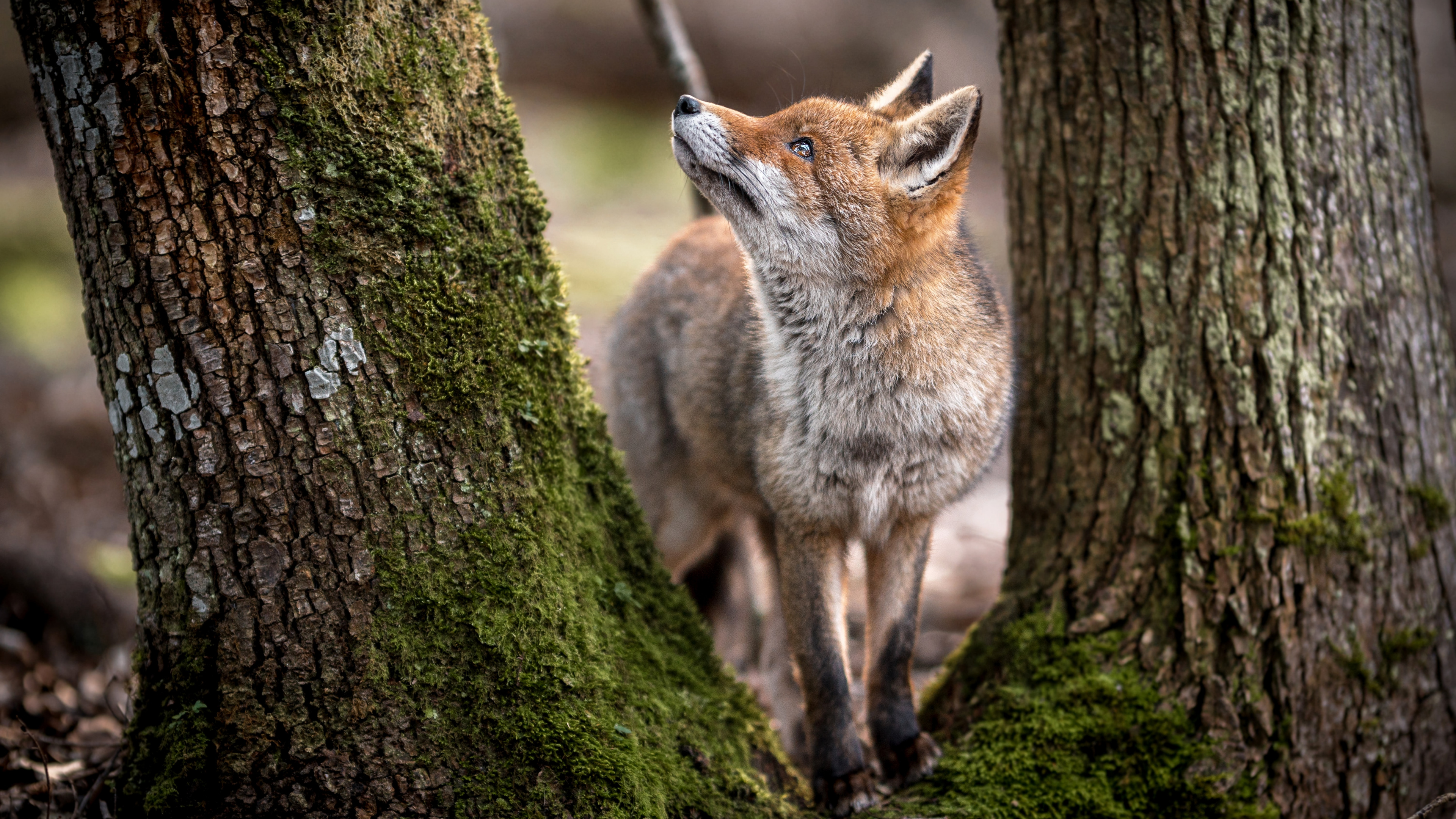 Обои тотемное животное — Близнецы, лиса, рыжая лисица, волк, африканская дикая собака в разрешении 3840x2160