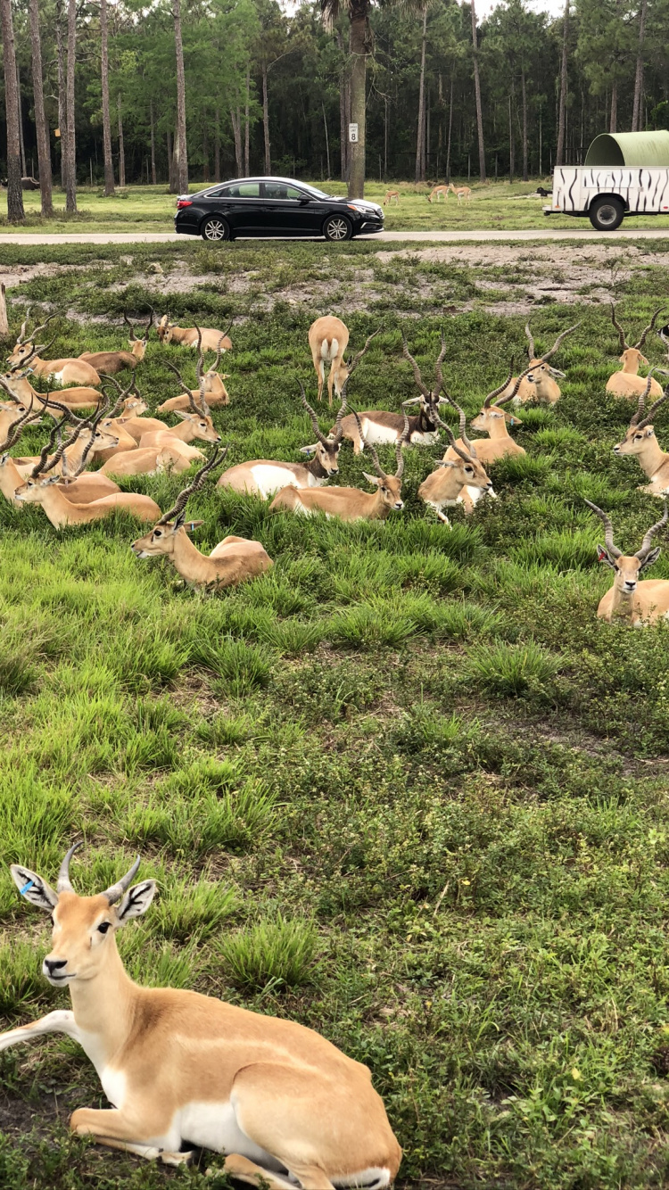 Обои белохвостый олень, экосистема, выгон, олень, наземные животные в разрешении 750x1334