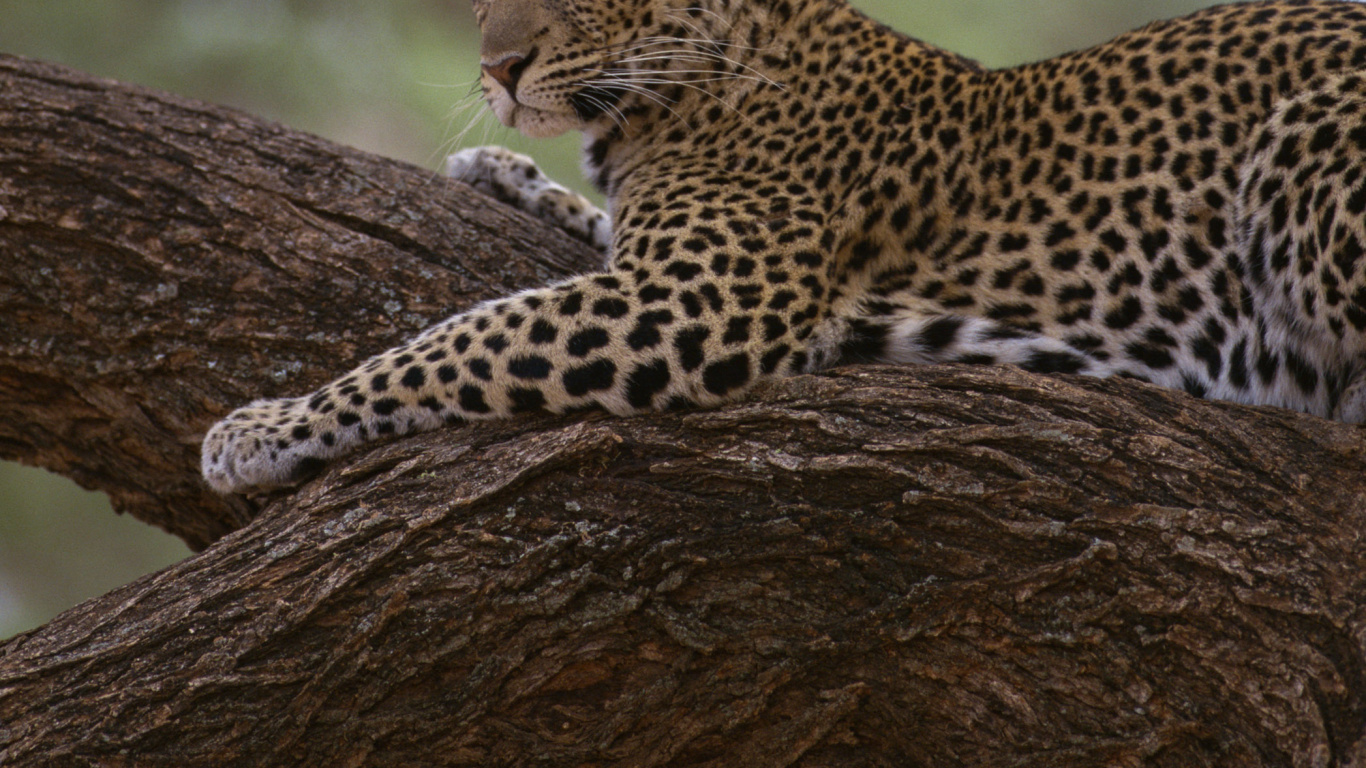 Обои Леопард, Гепард, Ягуар, снежный Барс, большая кошка в разрешении 1366x768