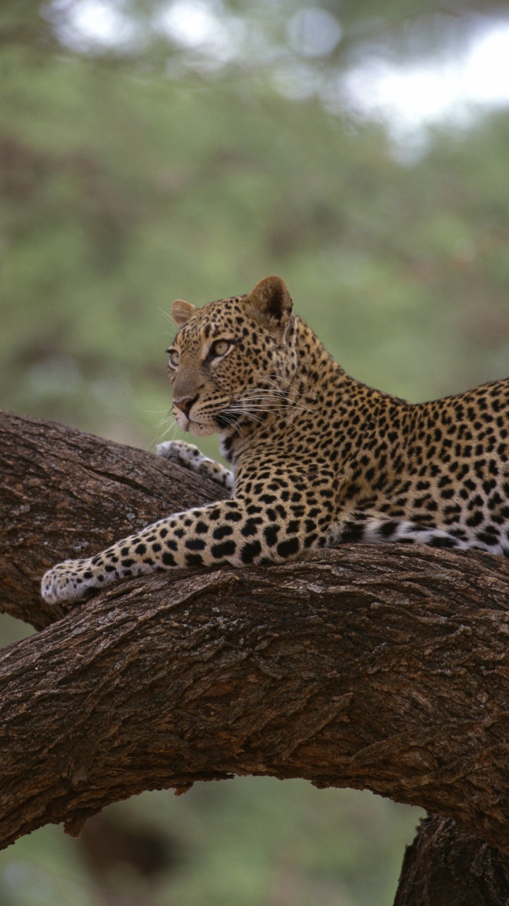 Обои Леопард, Гепард, Ягуар, снежный Барс, большая кошка в разрешении 720x1280