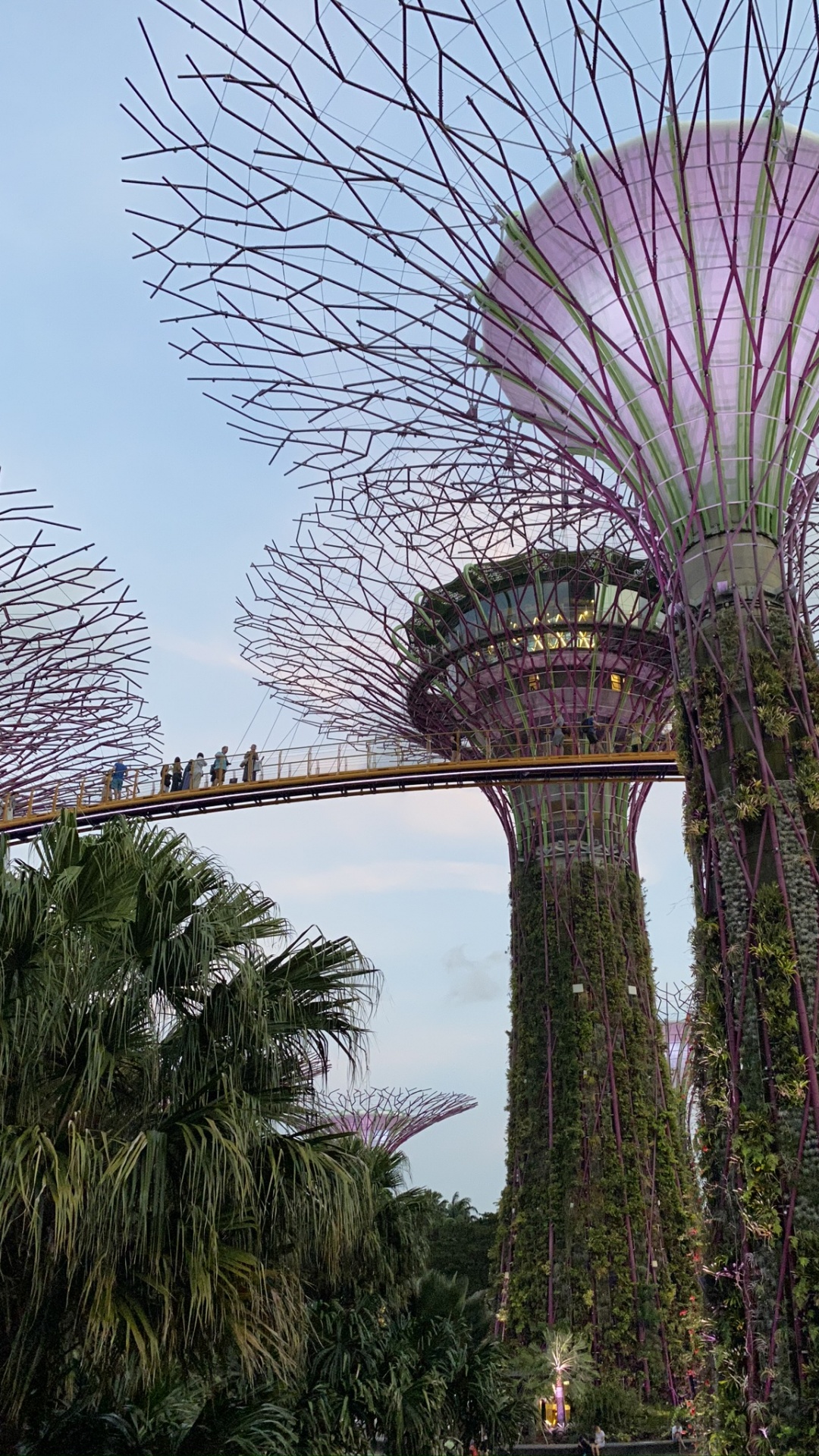 Обои Сингапур, Марина Сити Парк, пальмовые рощи, финиковая пальма, ориентир в разрешении 1080x1920