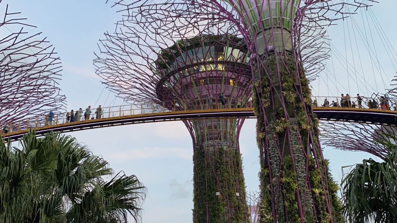 Обои Сингапур, Марина Сити Парк, пальмовые рощи, финиковая пальма, ориентир в разрешении 1280x720