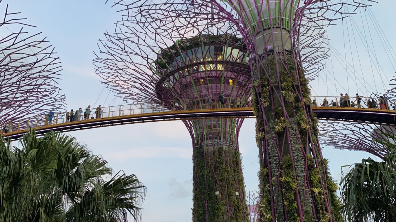 Обои Сингапур, Марина Сити Парк, пальмовые рощи, финиковая пальма, ориентир в разрешении 1366x768