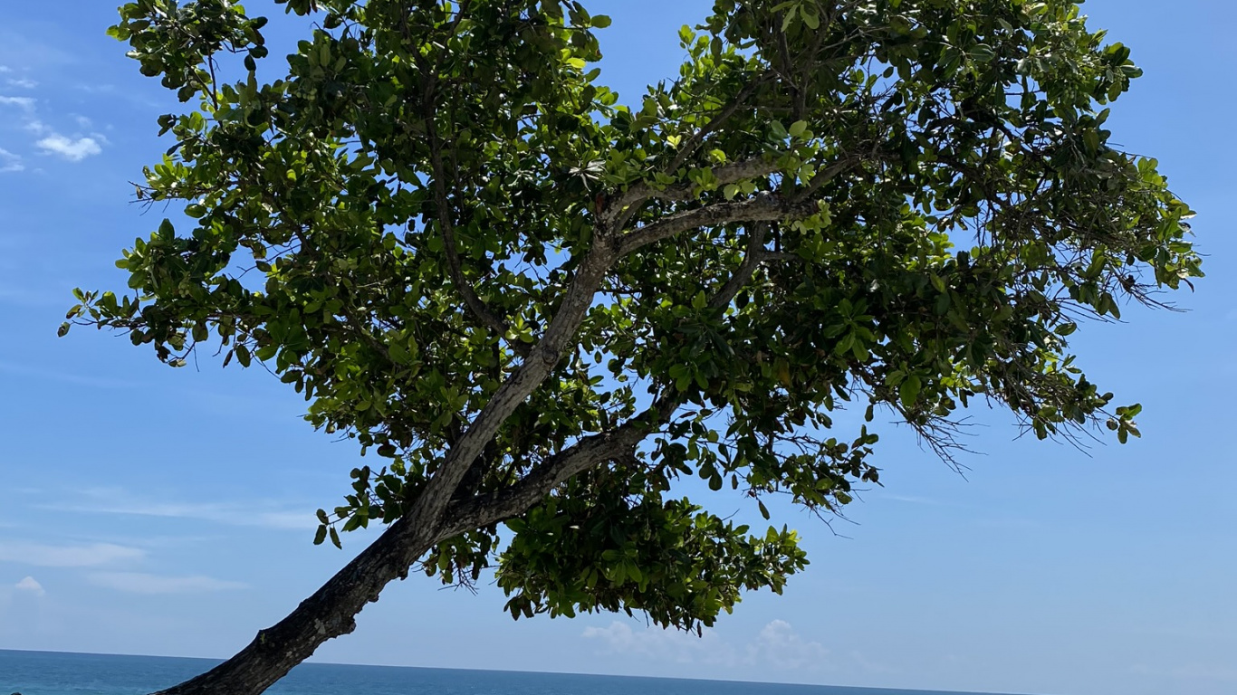 Обои дерево, лист, рассада, биология, наука в разрешении 1366x768