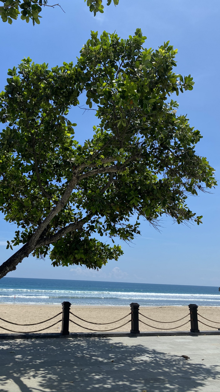 Обои дерево, лист, рассада, биология, наука в разрешении 750x1334