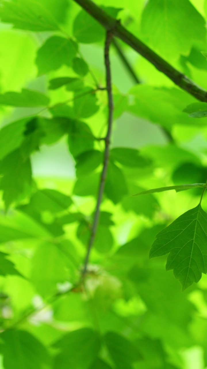 Обои лист, ветвь, зеленый, дерево, растение в разрешении 720x1280