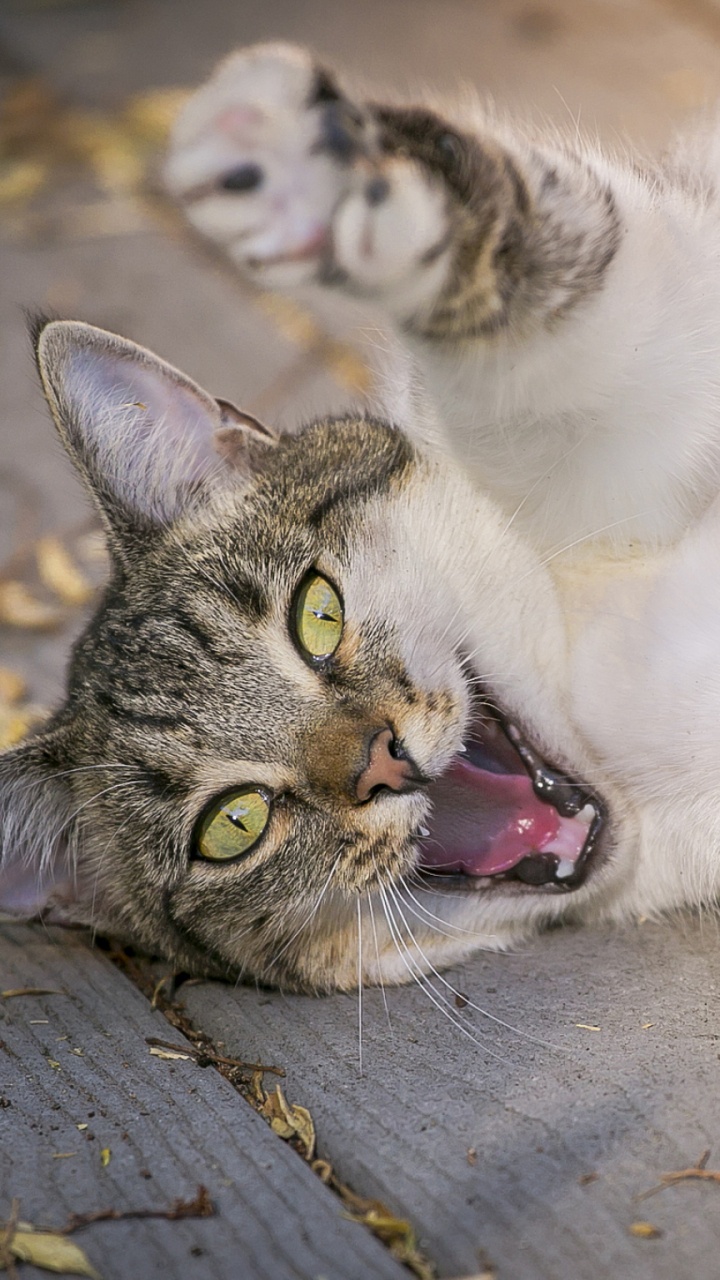 Обои котенок, полосатый кот, эгейская кошка, малые и средние кошки, полосатая кошка в разрешении 720x1280