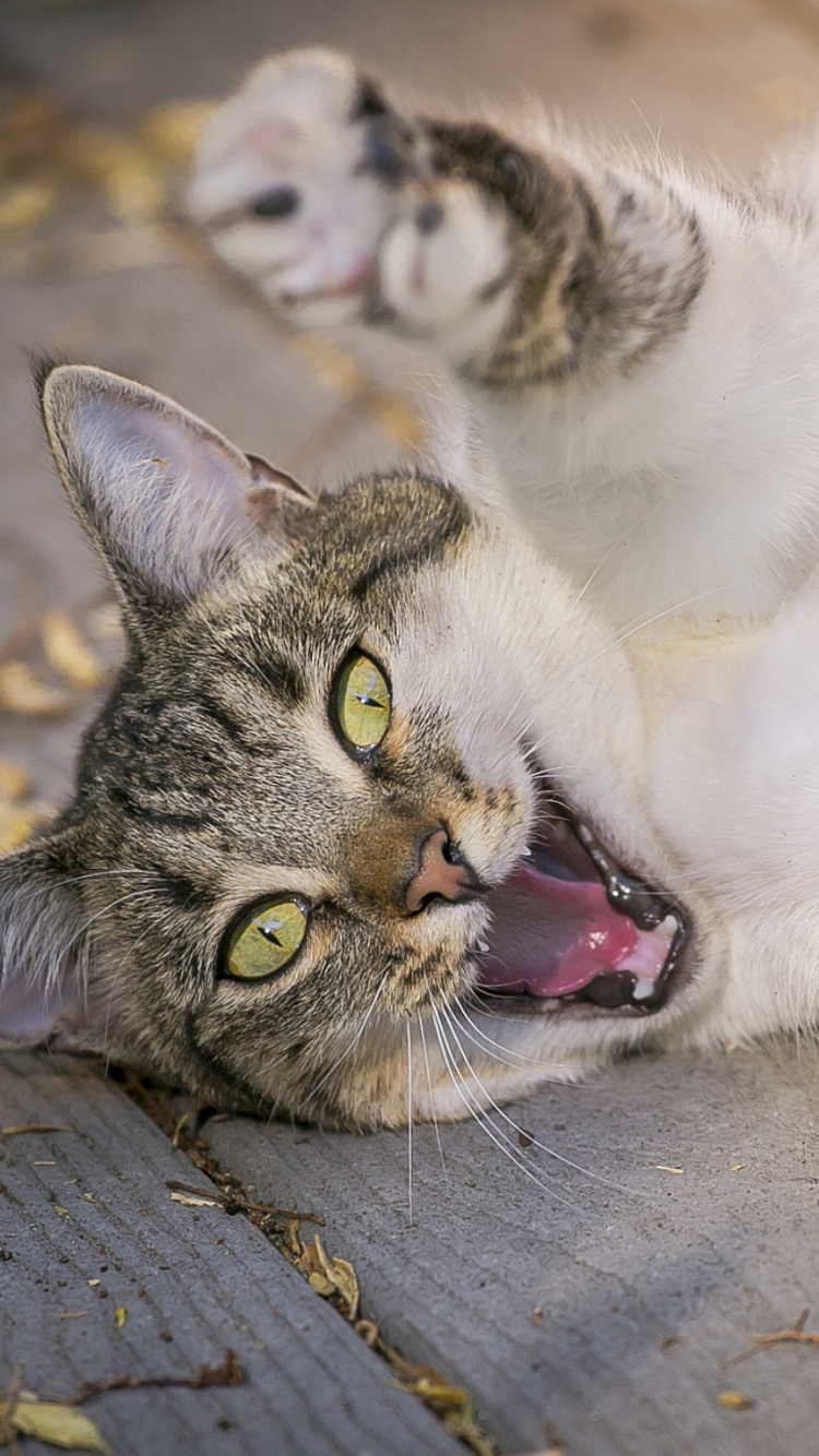 Обои котенок, полосатый кот, эгейская кошка, малые и средние кошки, полосатая кошка в разрешении 750x1334