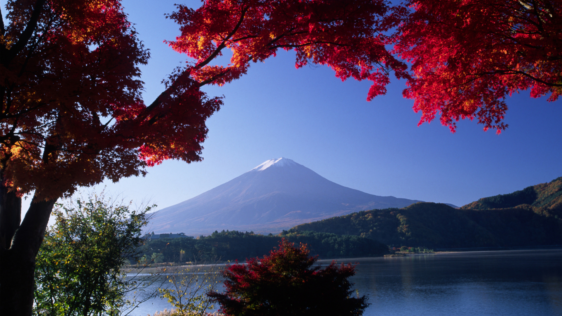 Обои гора Фудзи, дерево, природа, лист, озеро в разрешении 1920x1080