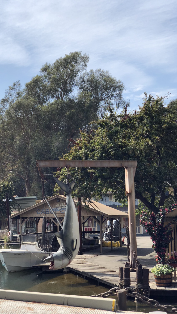 Обои вода, наука, биология, цветочный горшок, дерево в разрешении 750x1334