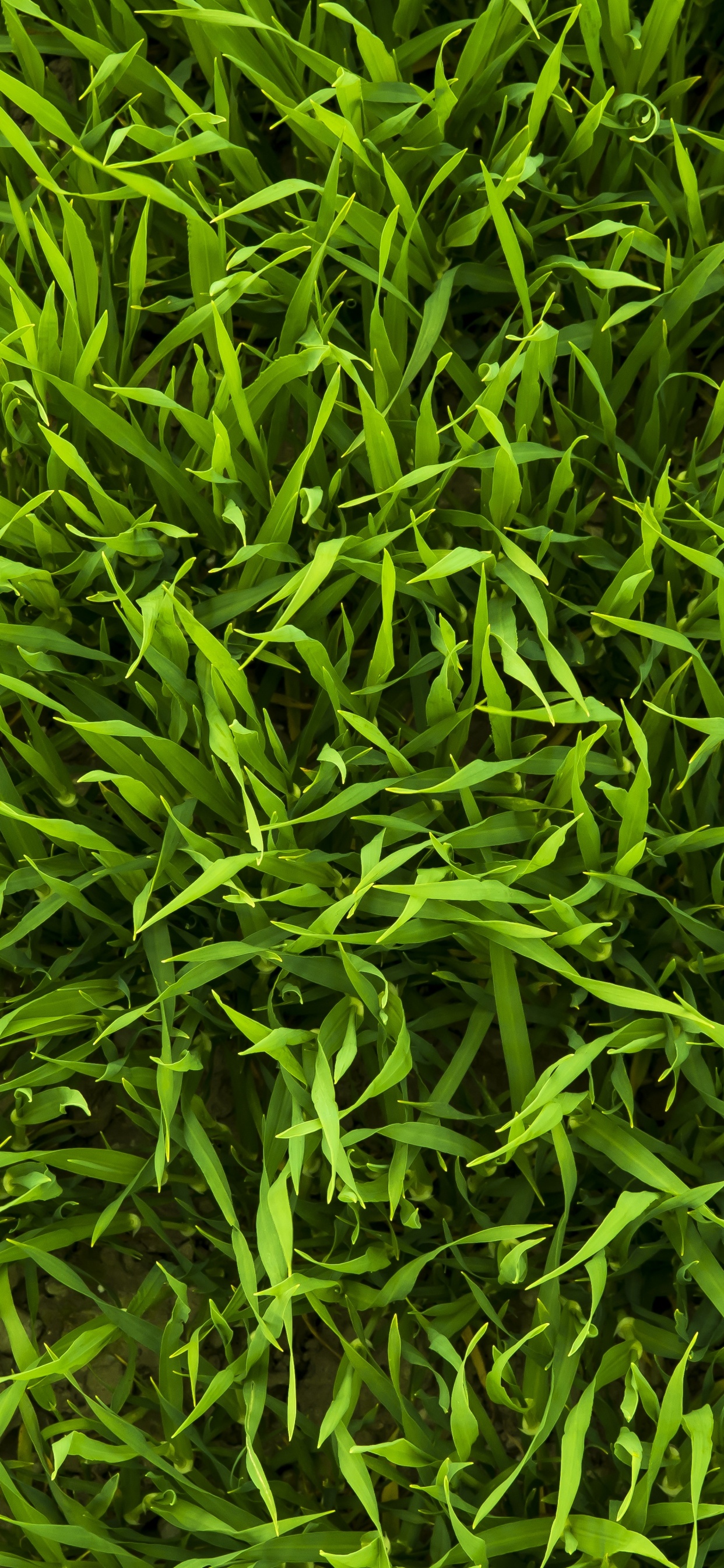 Обои газон, искусственное покрытие, трава, сад, растение в разрешении 1242x2688