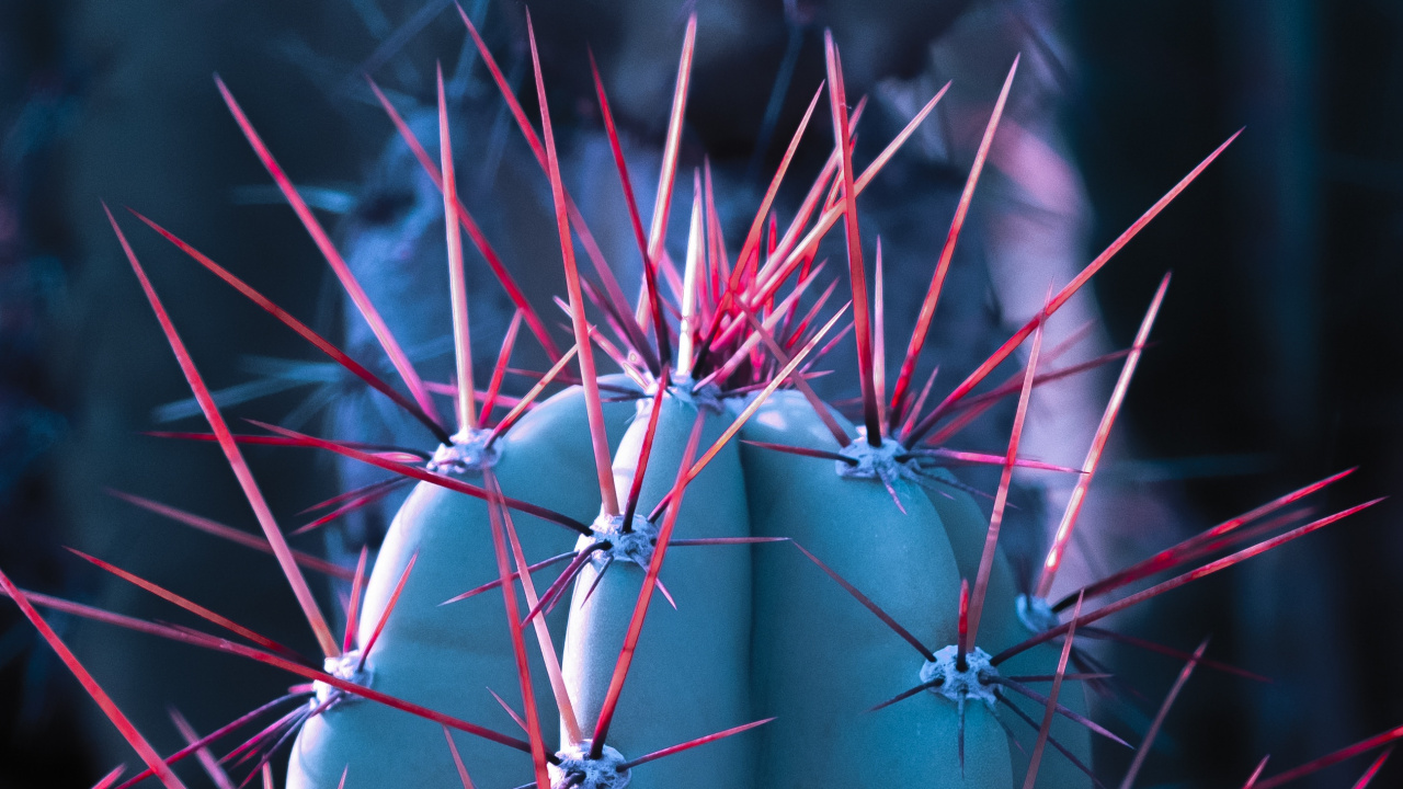 Обои кактус, суккулент, крупный план, узор, синий цвет в разрешении 1280x720