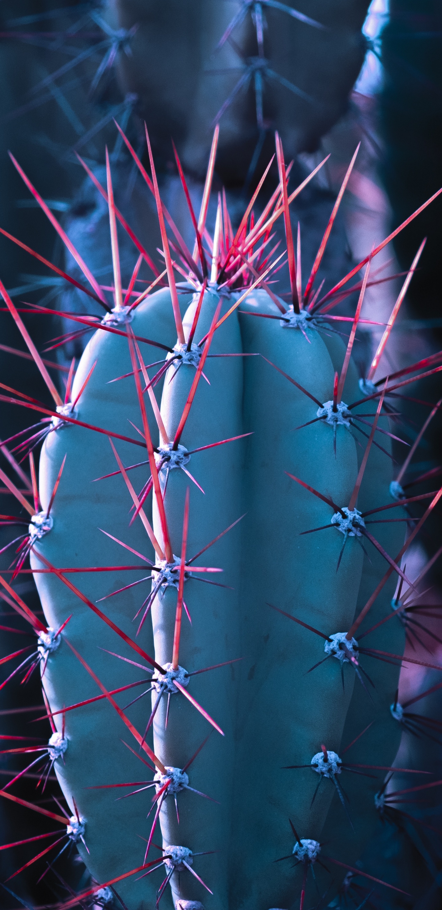 Обои кактус, суккулент, крупный план, узор, синий цвет в разрешении 1440x2960