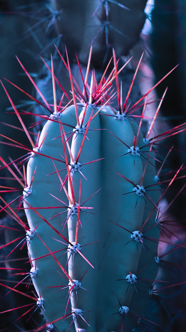 Обои кактус, суккулент, крупный план, узор, синий цвет в разрешении 750x1334