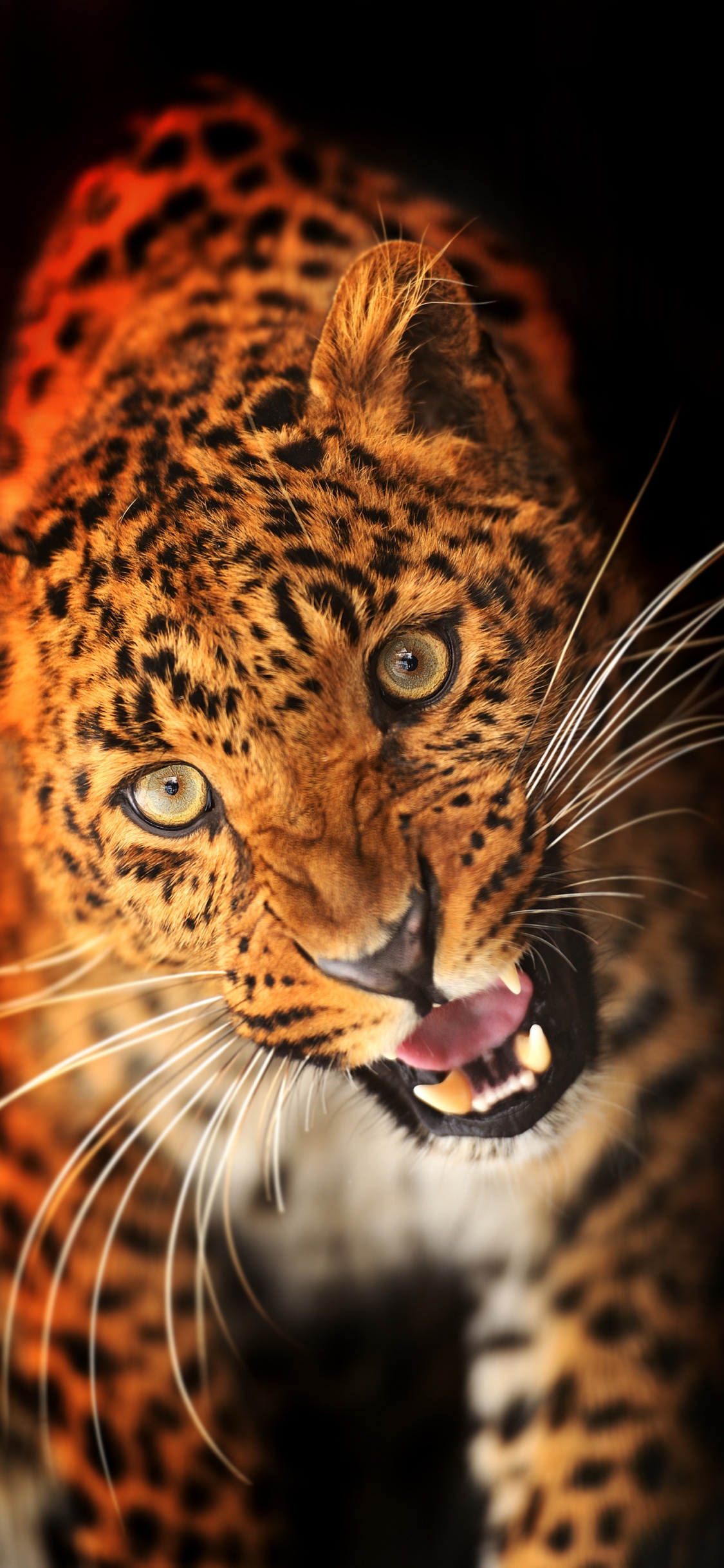 Обои Леопард, кошачьих, животных печати, бакенбарды, африканский леопард в разрешении 1125x2436