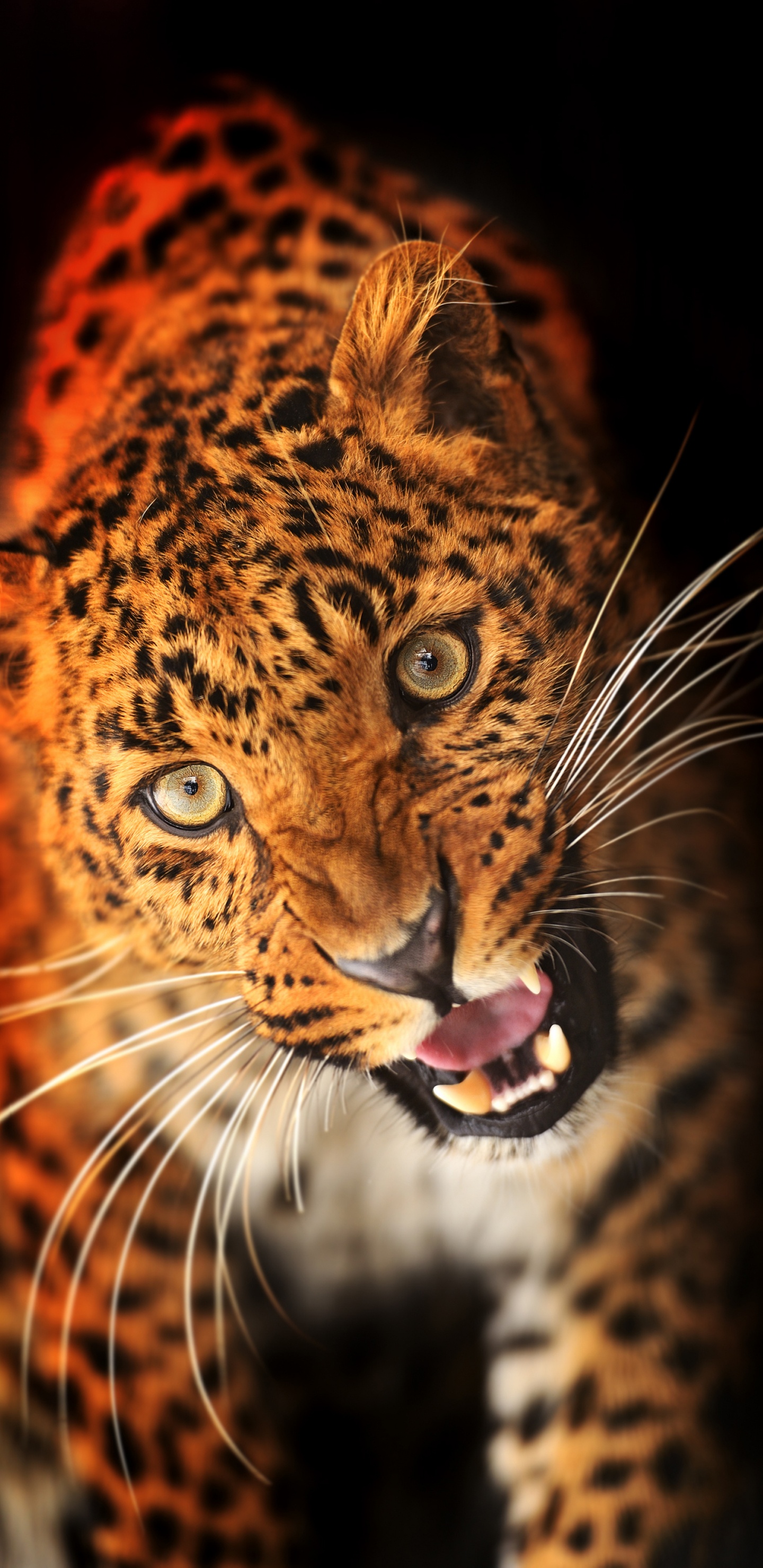 Обои Леопард, кошачьих, животных печати, бакенбарды, африканский леопард в разрешении 1440x2960