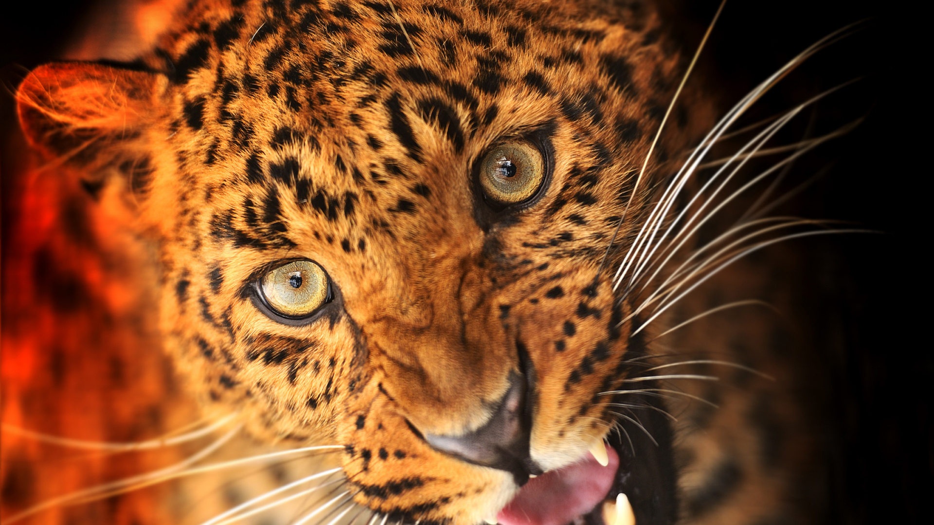 Обои Леопард, кошачьих, животных печати, бакенбарды, африканский леопард в разрешении 1920x1080