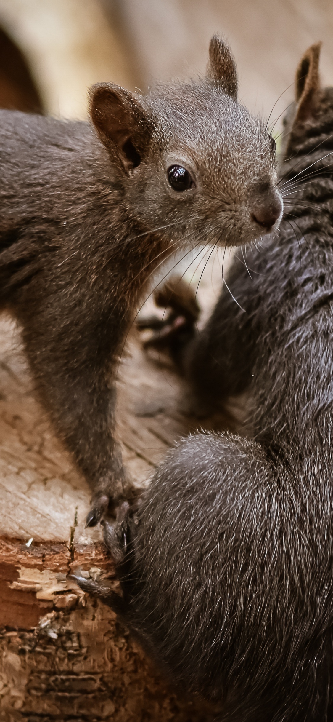 Обои недоумение, растение, грызун, древесина, бакенбарды в разрешении 1125x2436