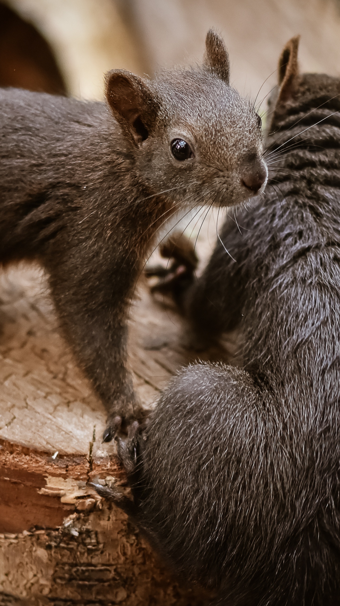 Обои недоумение, растение, грызун, древесина, бакенбарды в разрешении 1440x2560