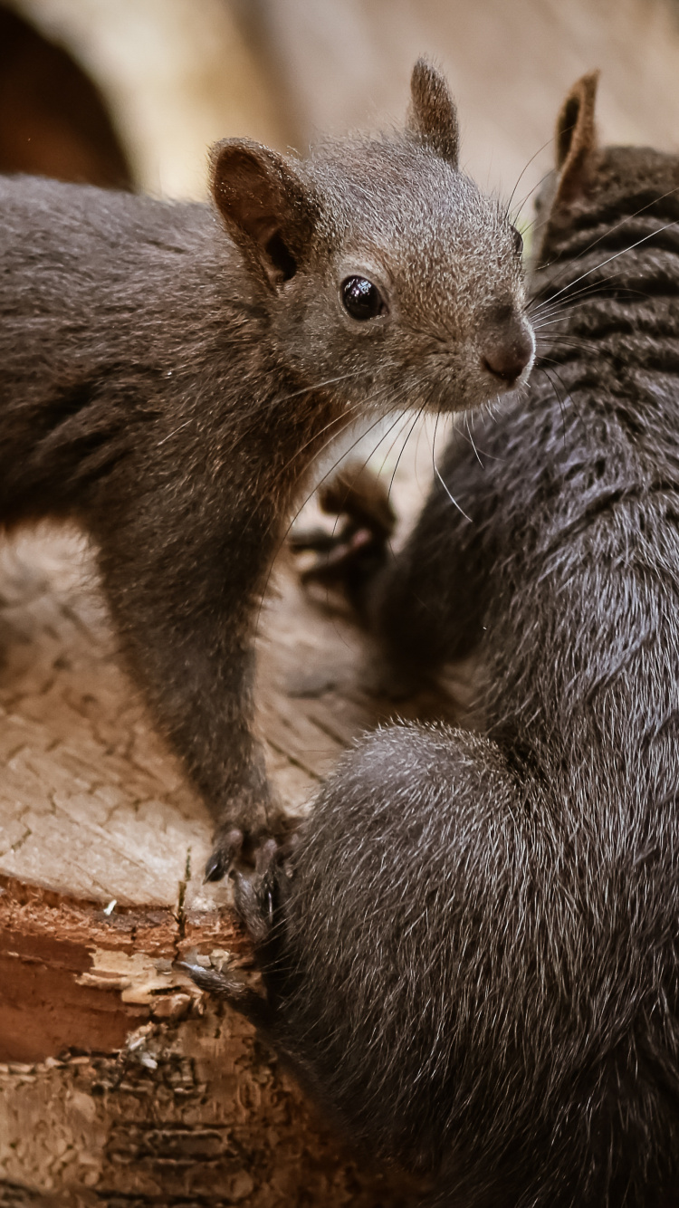 Обои недоумение, растение, грызун, древесина, бакенбарды в разрешении 750x1334