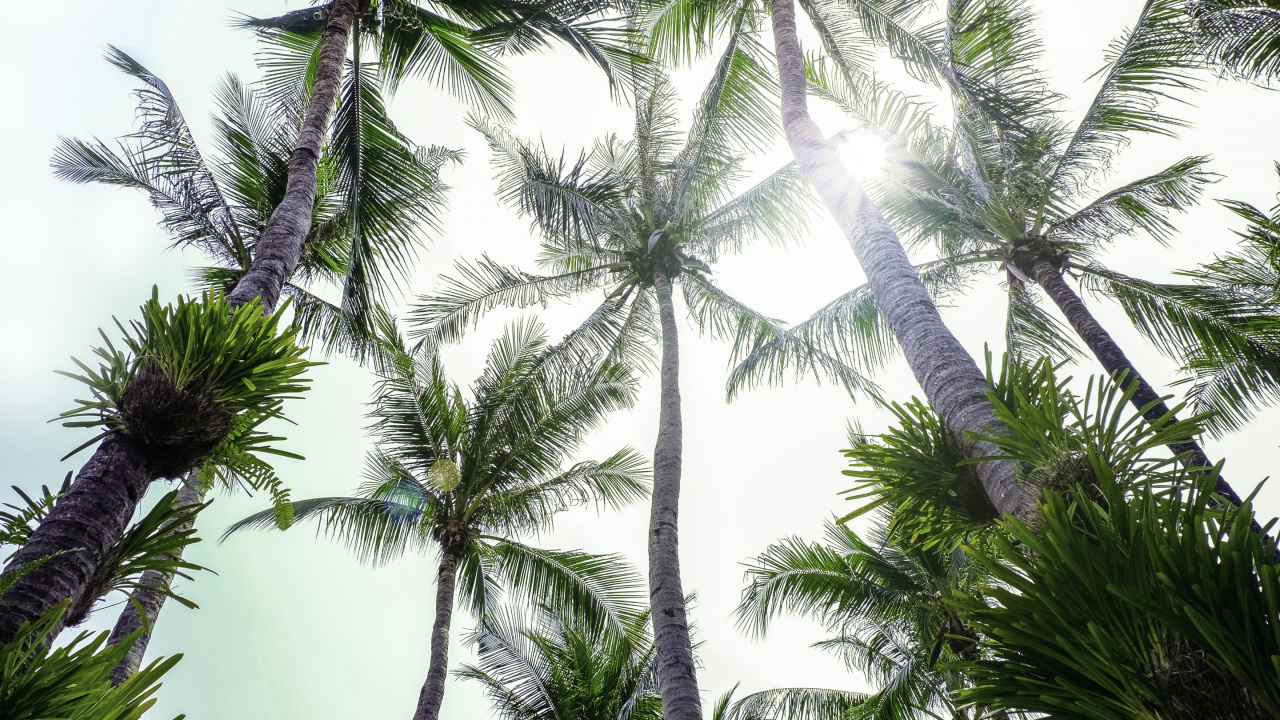 Обои растительность, пальмовые рощи, Кокос, дерево, elaeis в разрешении 1280x720