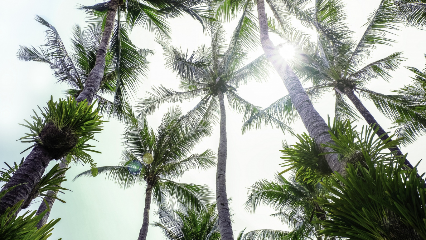 Обои растительность, пальмовые рощи, Кокос, дерево, elaeis в разрешении 1366x768