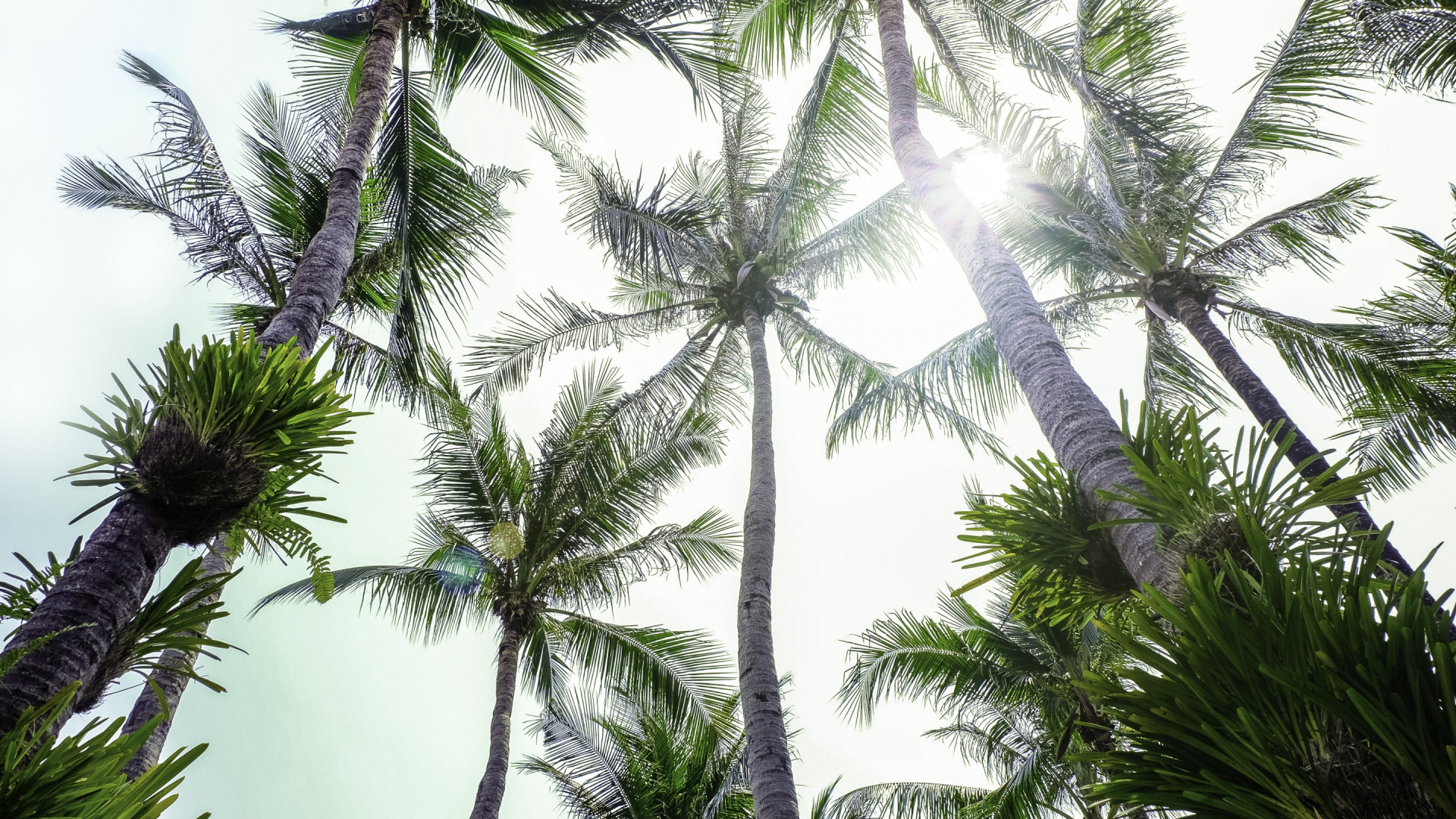 Обои растительность, пальмовые рощи, Кокос, дерево, elaeis в разрешении 1920x1080