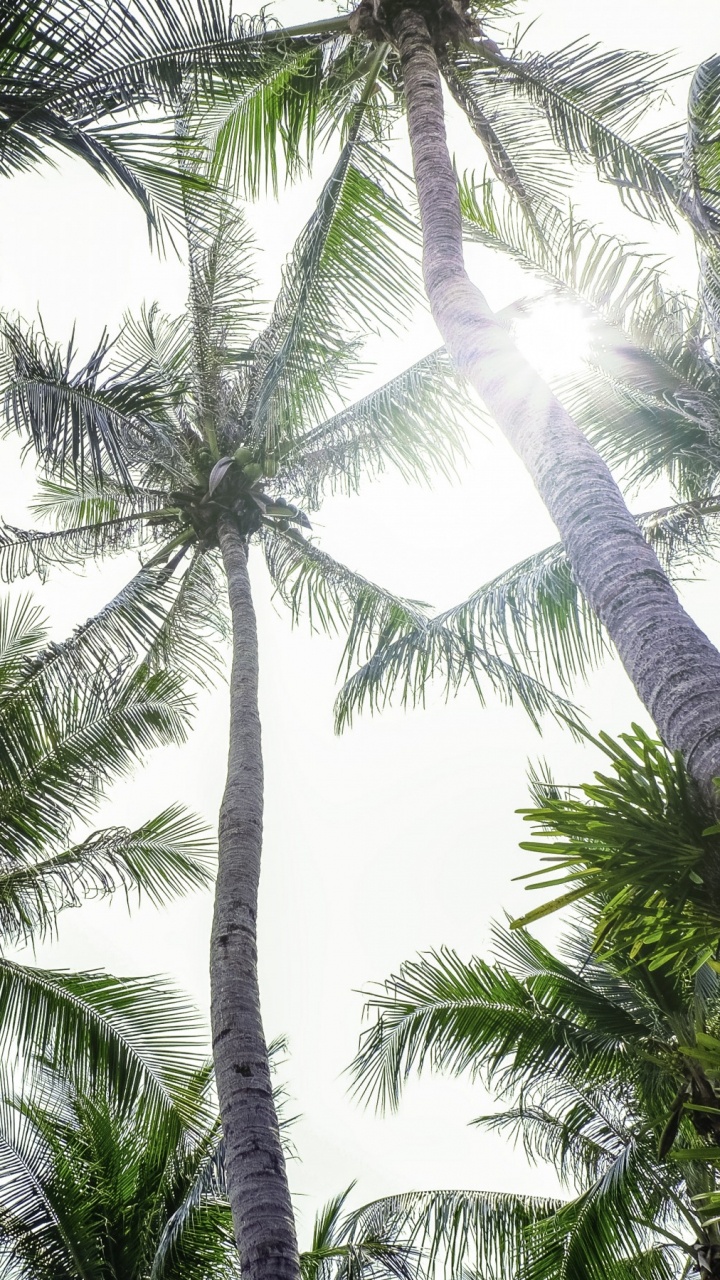 Обои растительность, пальмовые рощи, Кокос, дерево, elaeis в разрешении 720x1280