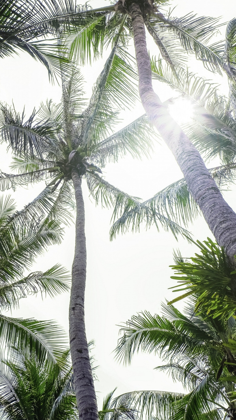 Обои растительность, пальмовые рощи, Кокос, дерево, elaeis в разрешении 750x1334