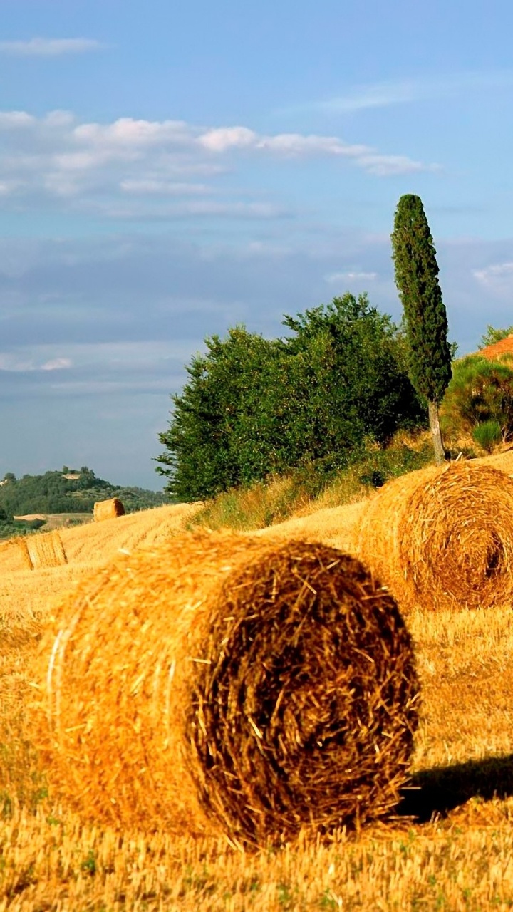 Обои сено, сельское хозяйство, семейство травы, сельский район, жатва в разрешении 720x1280