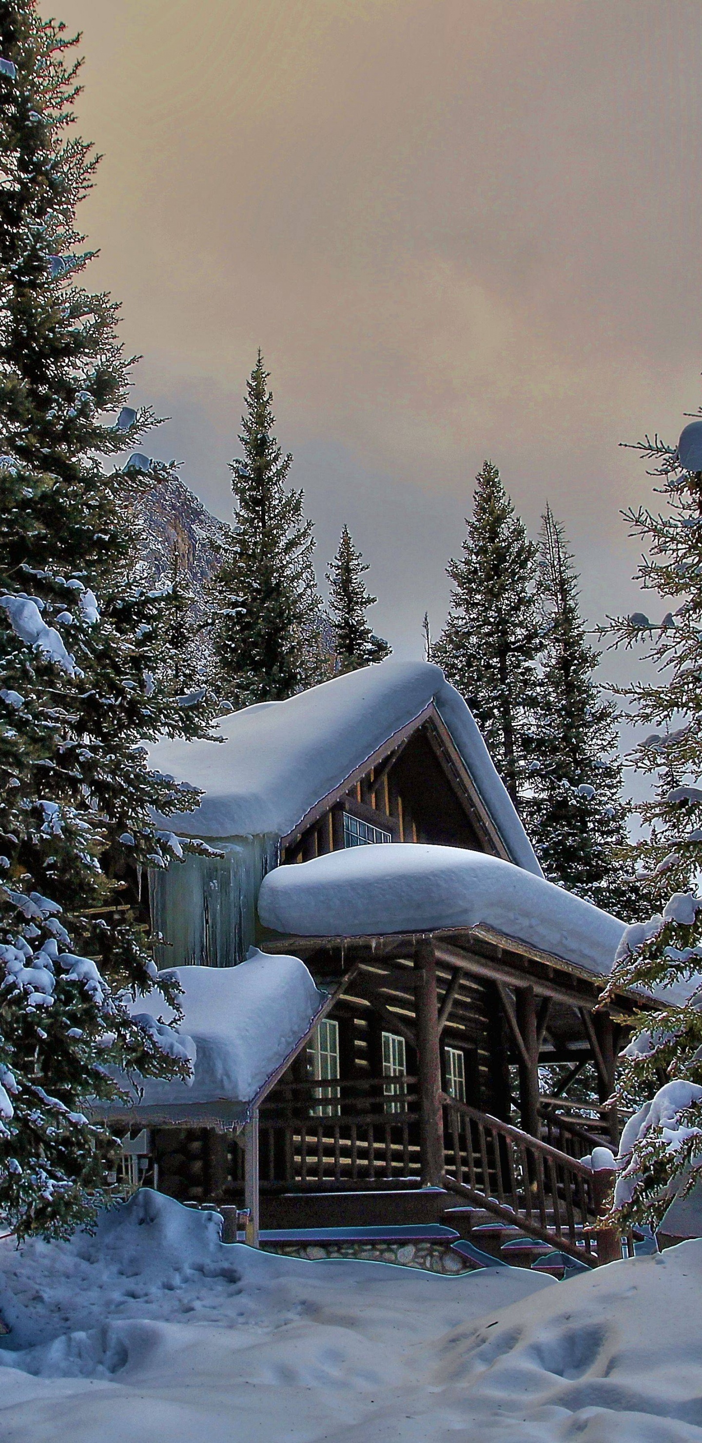 Обои снег, зима, дерево, природа, замораживание в разрешении 1440x2960