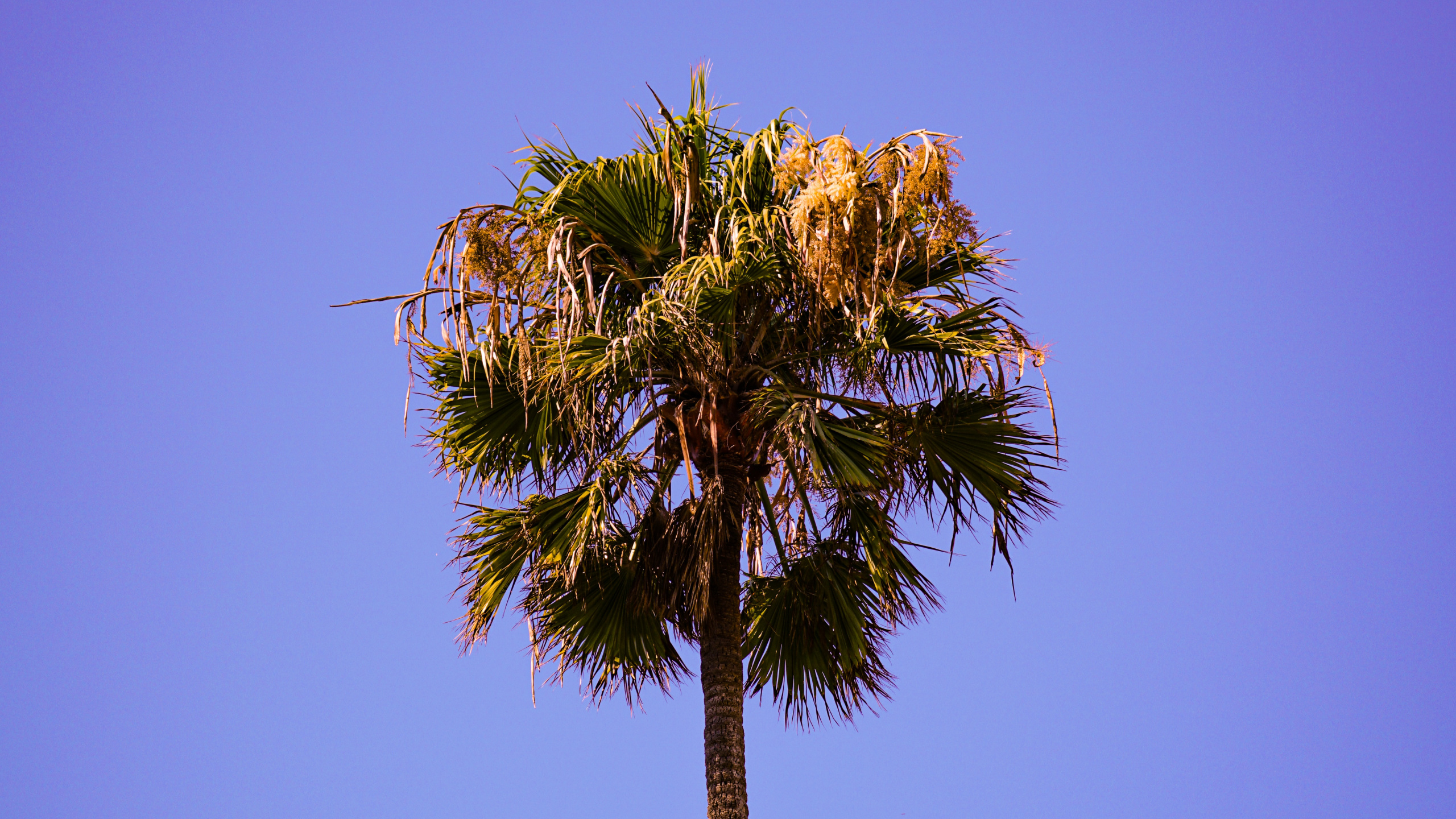 Обои дерево, Пальма, растительность, синий, растение в разрешении 2560x1440