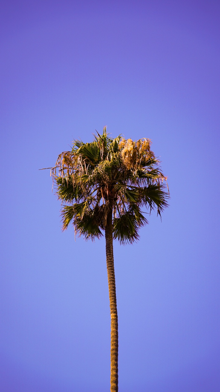 Обои дерево, Пальма, растительность, синий, растение в разрешении 720x1280