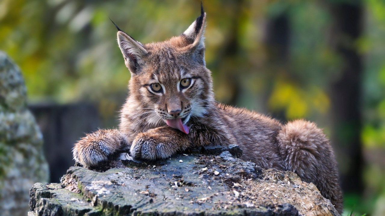 Обои котенок, кот, Евразийская рысь, большая кошка, рысь в разрешении 1280x720