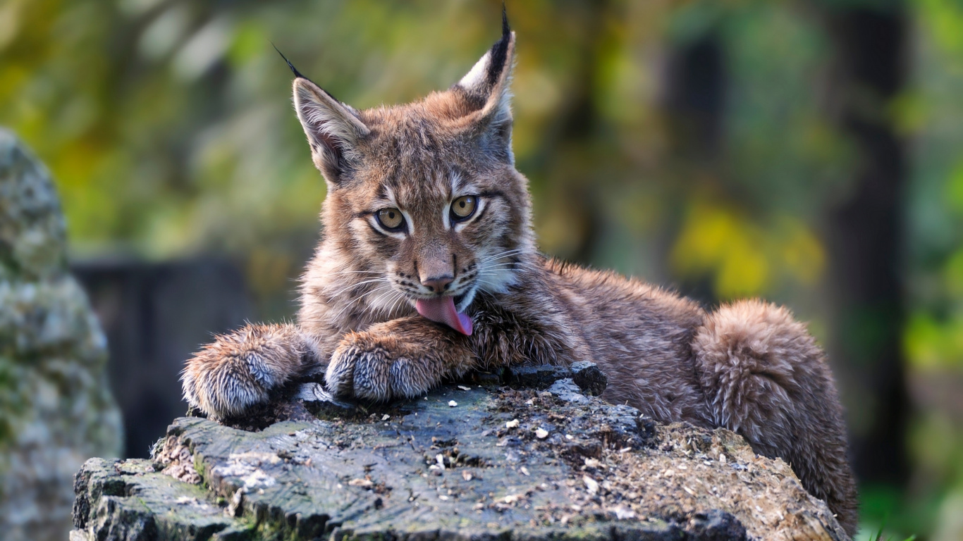 Обои котенок, кот, Евразийская рысь, большая кошка, рысь в разрешении 1366x768