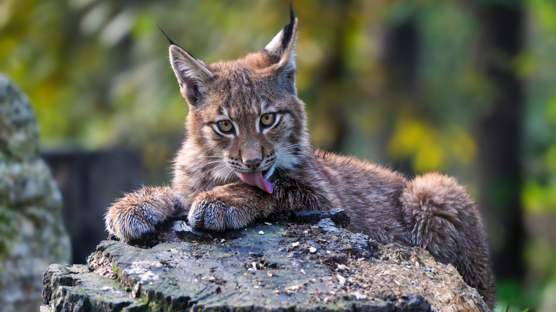 Обои котенок, кот, Евразийская рысь, большая кошка, рысь в разрешении 1920x1080